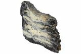 Mammoth Molar Slice With Case - South Carolina #99511-1